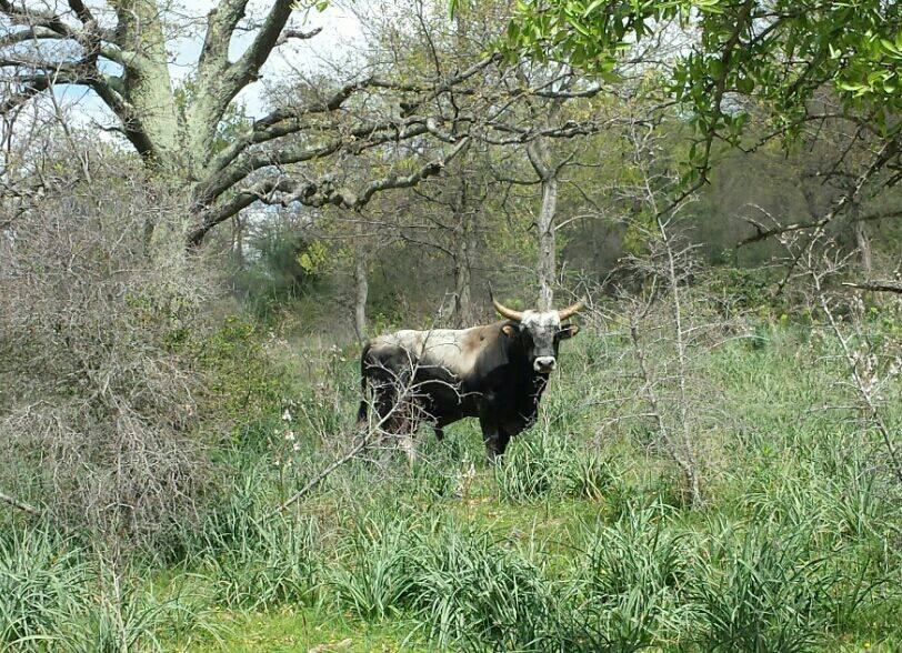 Natura E Cavallo Villa Tolfa Esterno foto