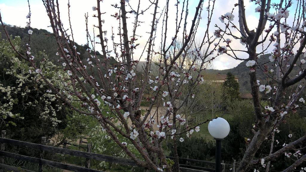 Natura E Cavallo Villa Tolfa Esterno foto